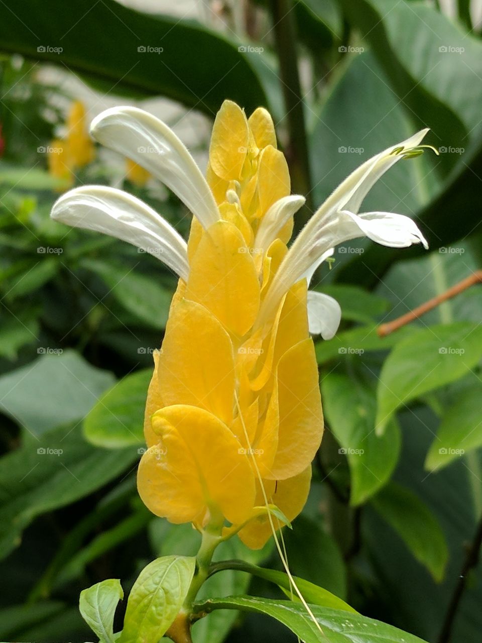 lovely golden shrimp yellow flower