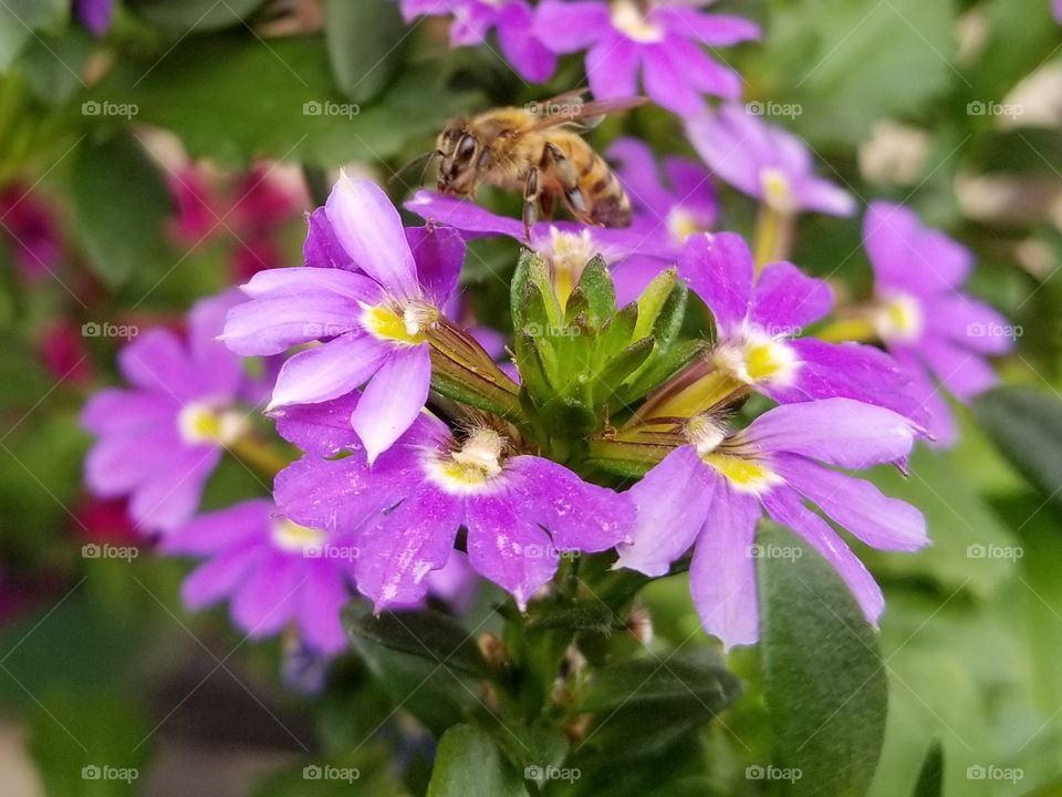 bee on a flower 2