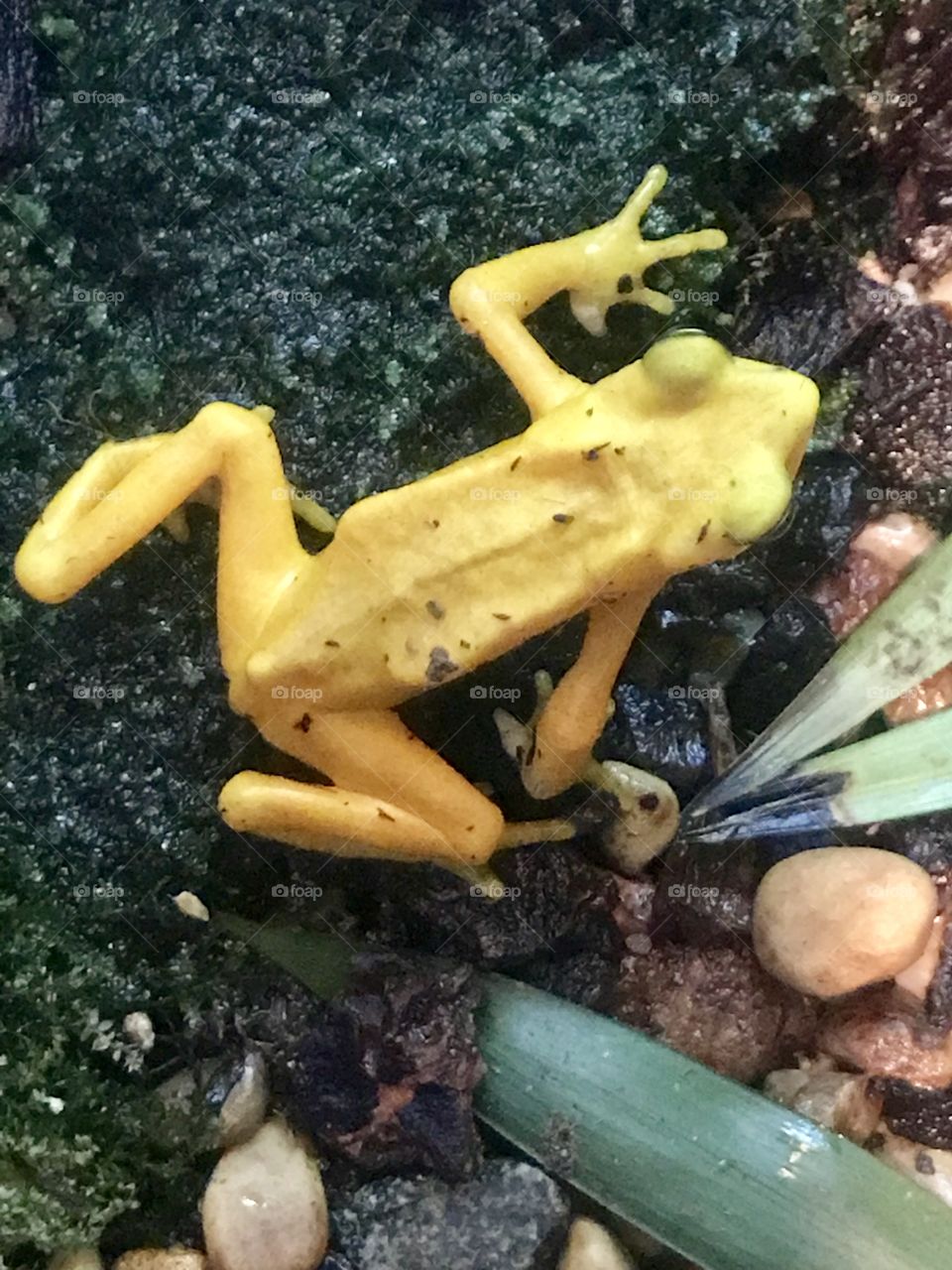 Aerial view of a bright yellow frog sitting motionless in his aquarium habitat