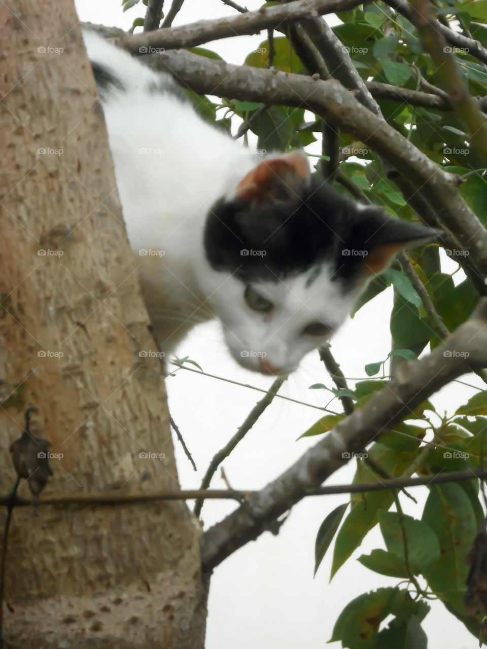 Cat Looking Down