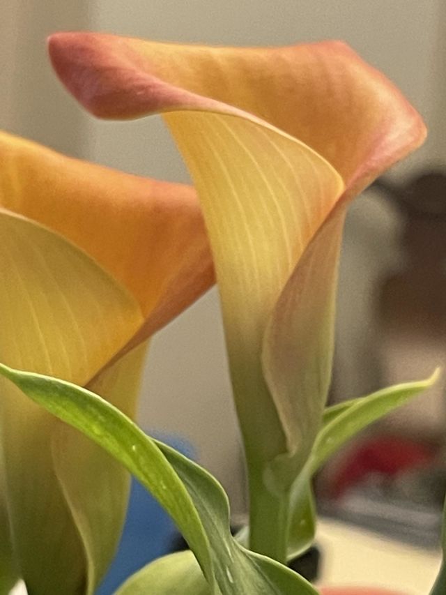 Calla Lily 