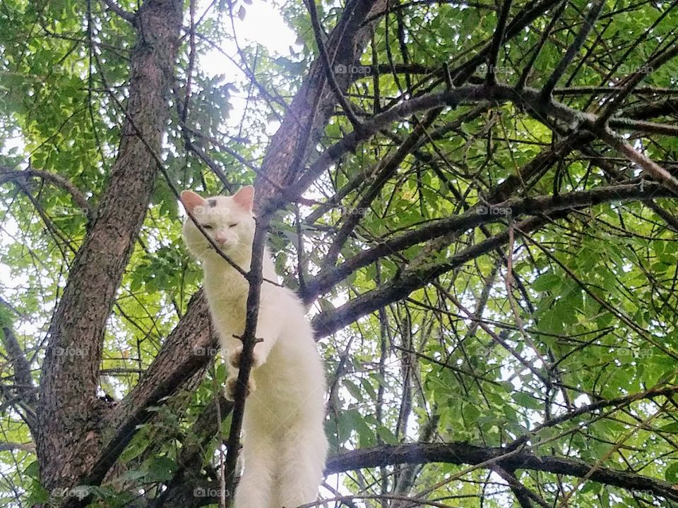 My cat snow looking from ab