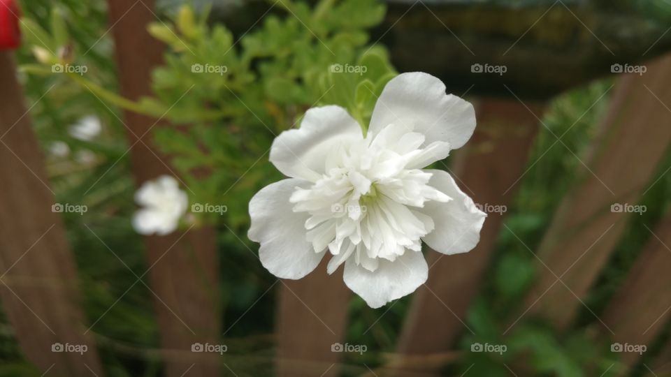 White flower