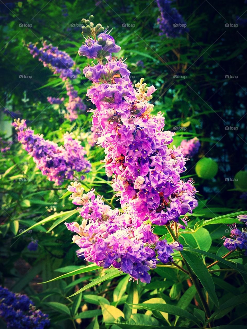 Beautiful purple flowers