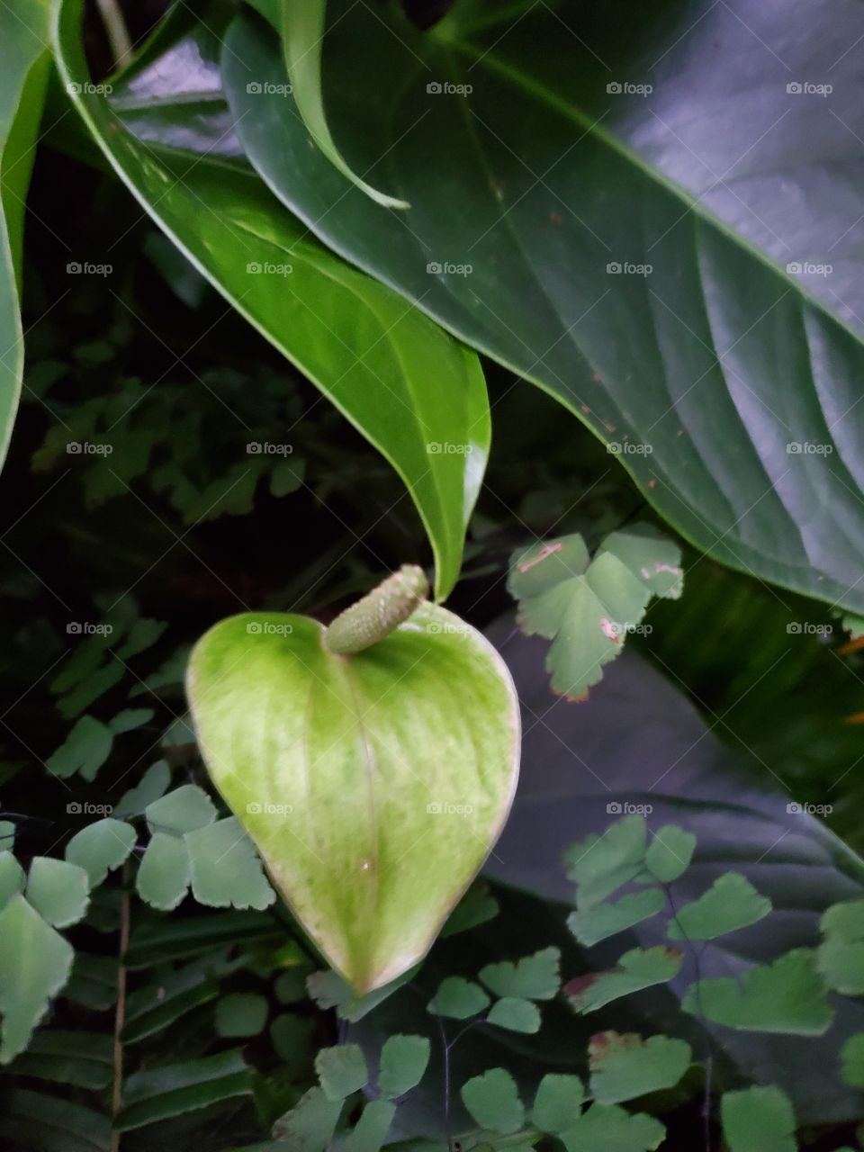 exotic green anturium