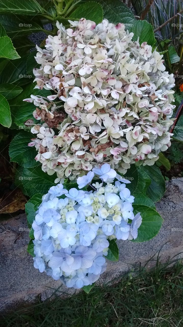 Hortênsias! Sempre muito belas e coloridas. Azuis e rosas por aqui!