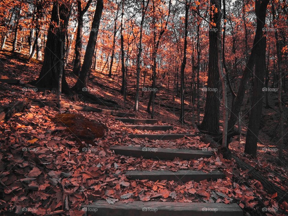 View of autumn trees in forest