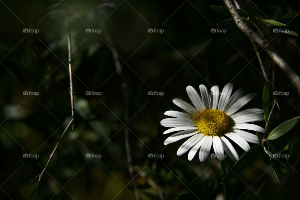 Margarita 
Daisy flower