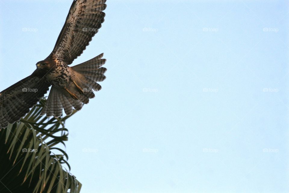 Red Tailed Hawk soaring