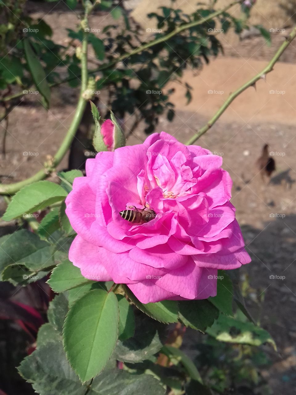 Close-up of a honeybee on pink rose