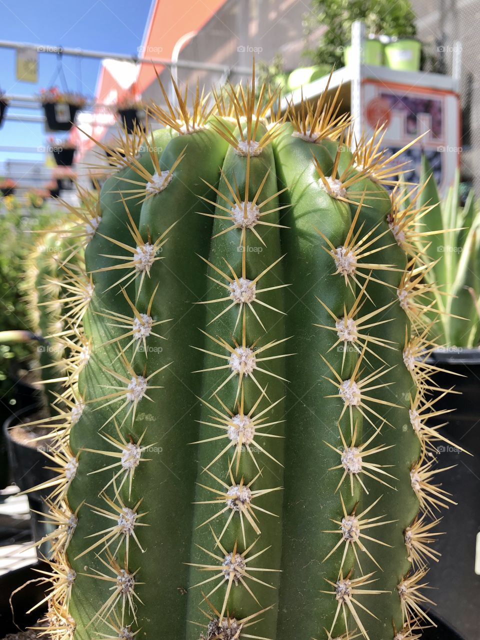 Cactus Close Up