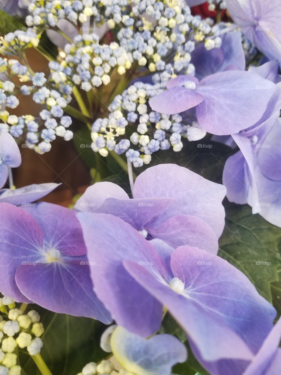 lavender hydrangea
