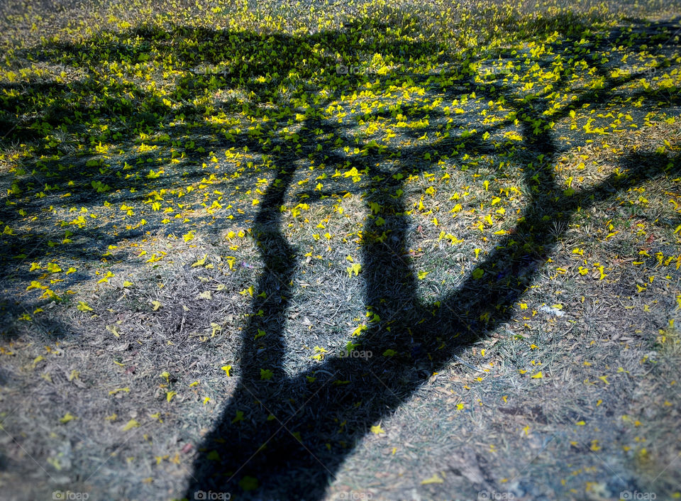 Tree branch shadows and fallen yellow blossoms on the ground 