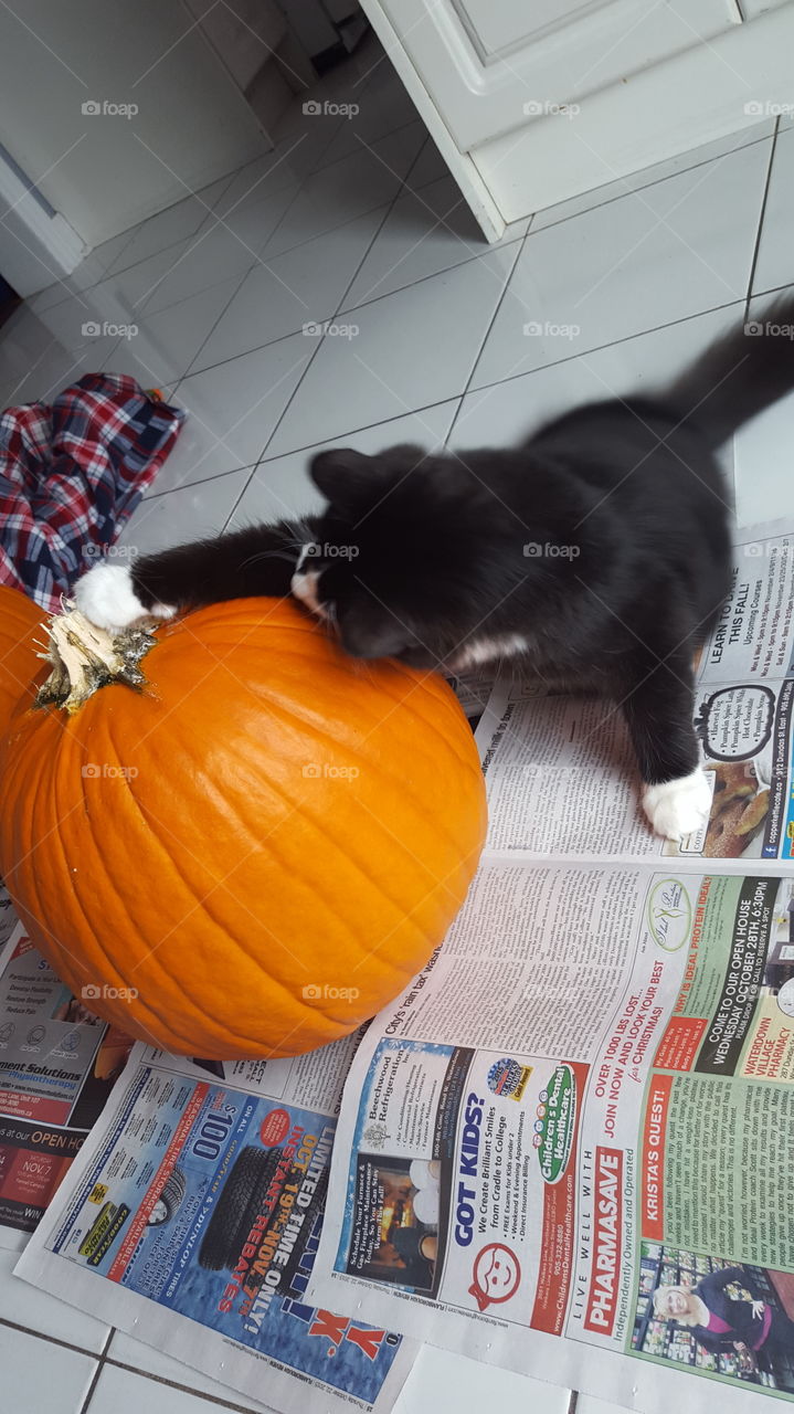 kitten playing with pumpkin