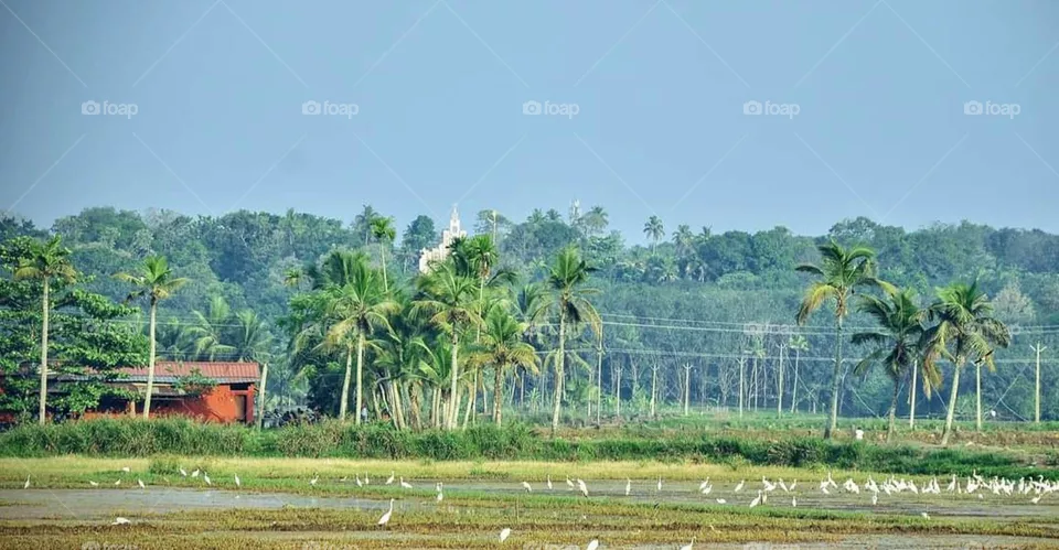 my cute land