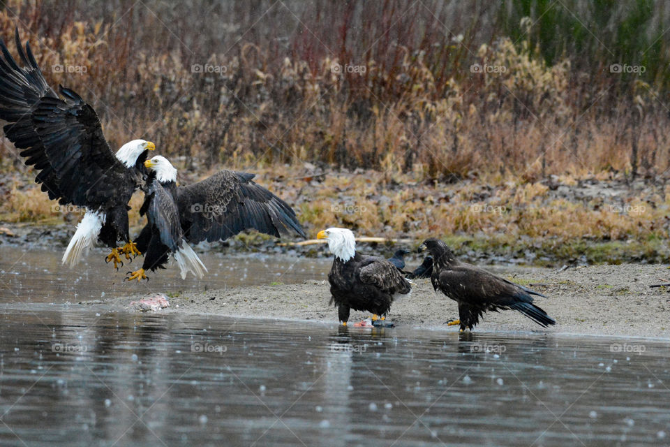 Eagles in combat