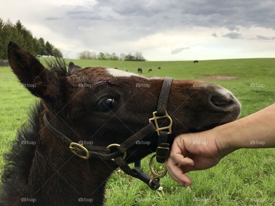 Foal in Lexington, KY