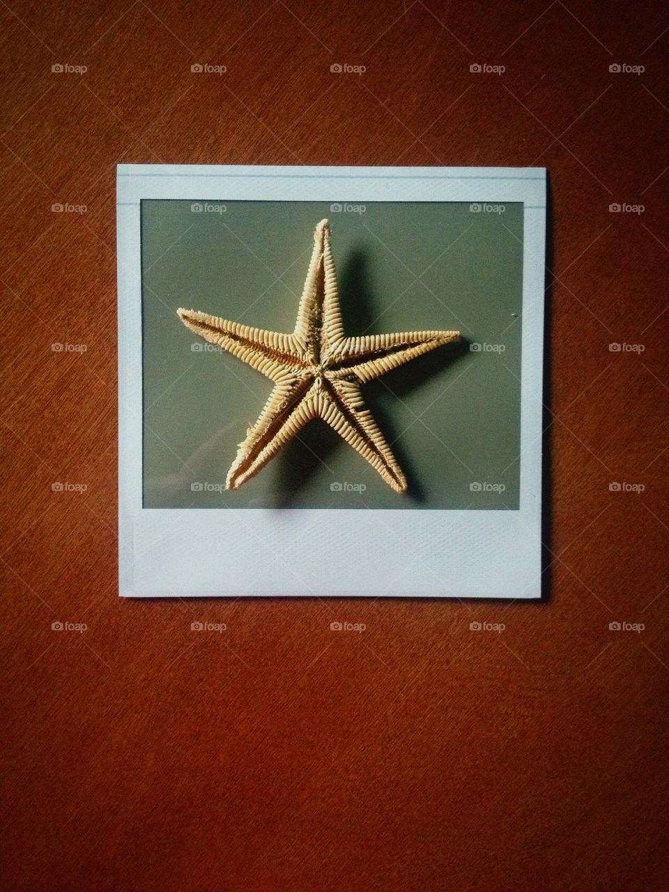 Starfish and polaroid frame