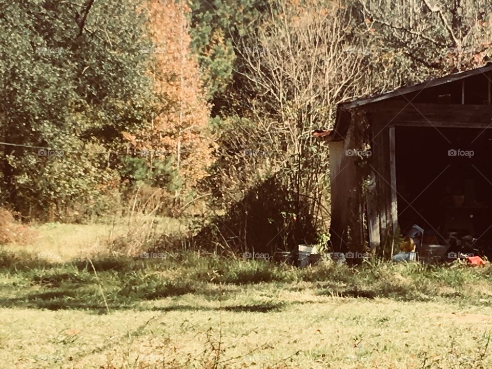 Nature, No Person, Grass, Landscape, Tree