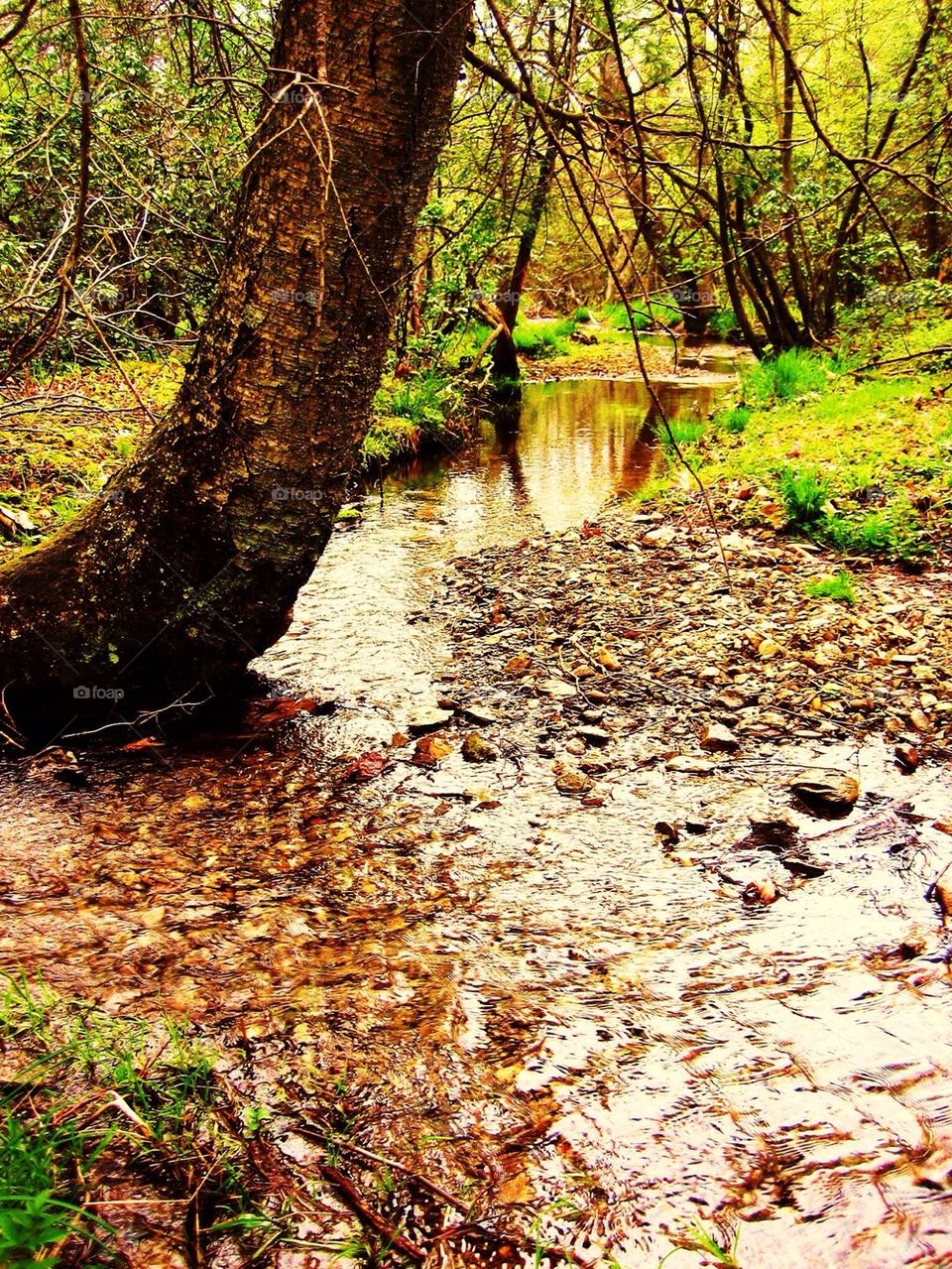 Reflection in stream