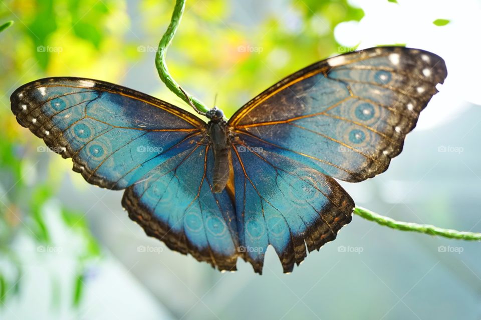 Blue Butterfly
