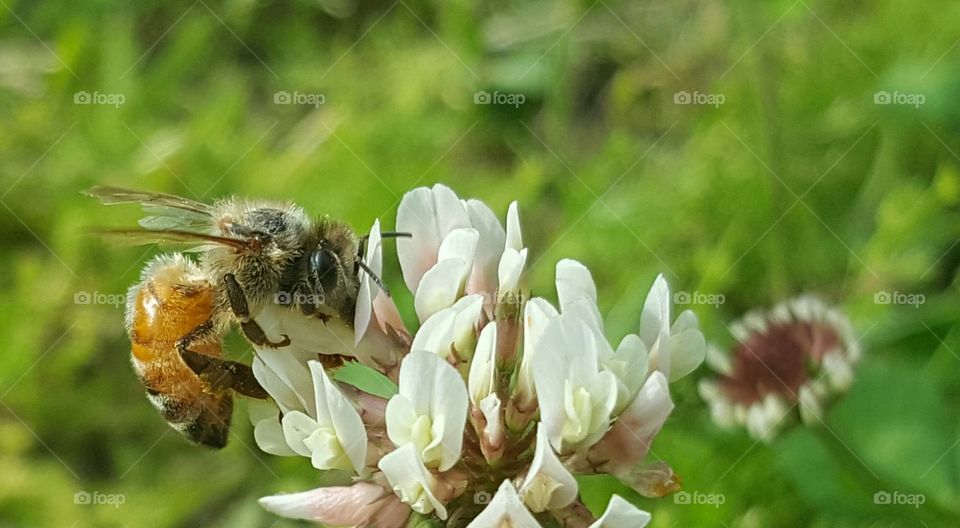 Bee