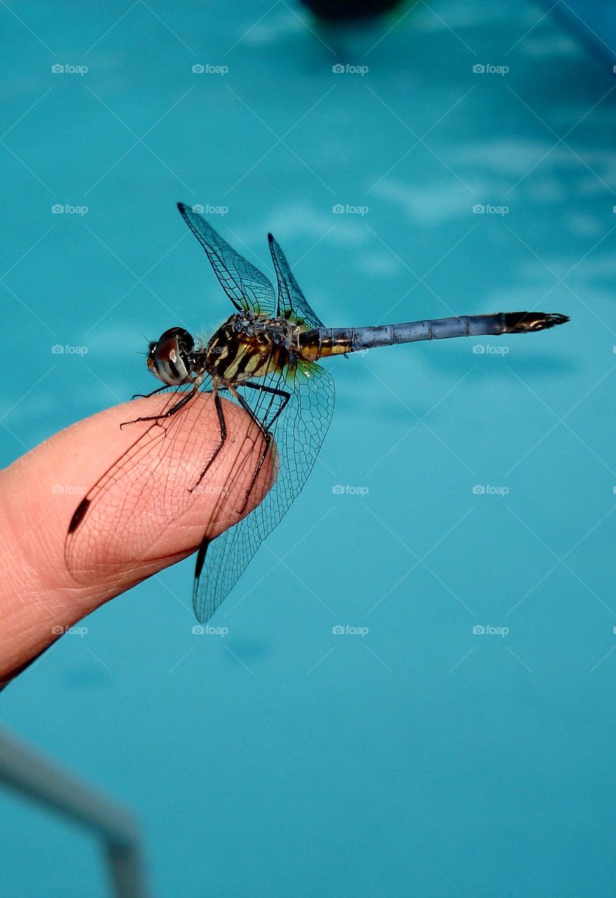 Dragonfly on fingertip, pool water as background.
