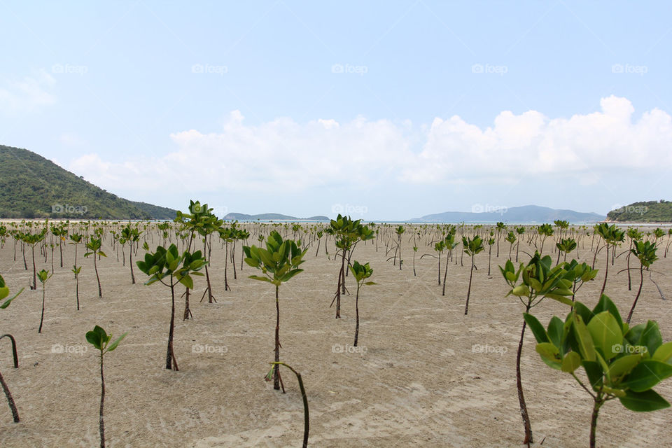 planting manglove forest
