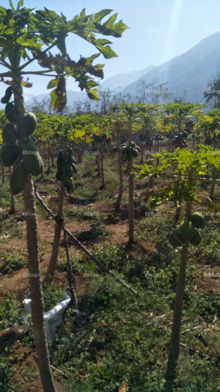 papaya tree