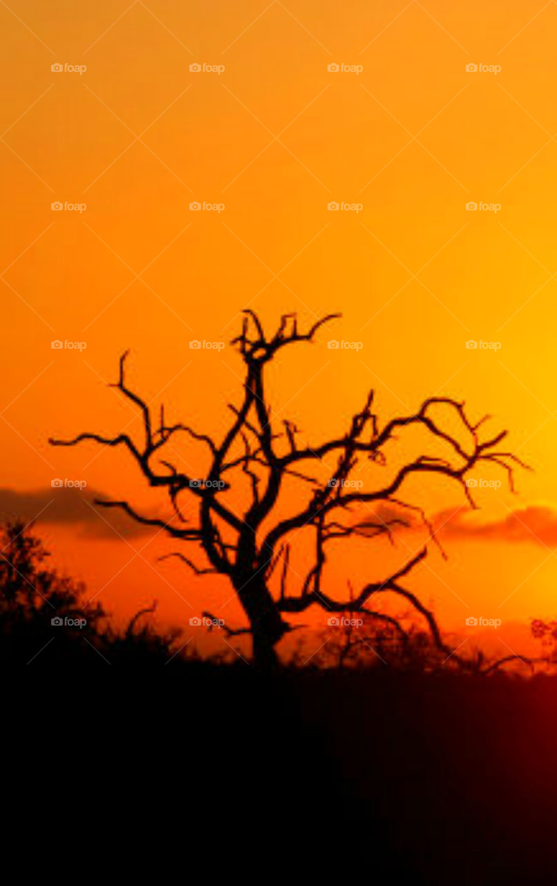 OrangeTorch!
The sun hovered briefly on the horizon, then dipped below, cascading a bombardment of colors! An explosion of radiant orange covered the sky and a weathered silhouette of a tree appeared! Life is good!! 