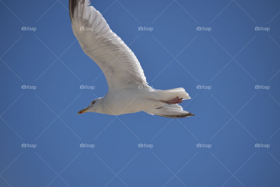 A seagull flying in the blue sky
