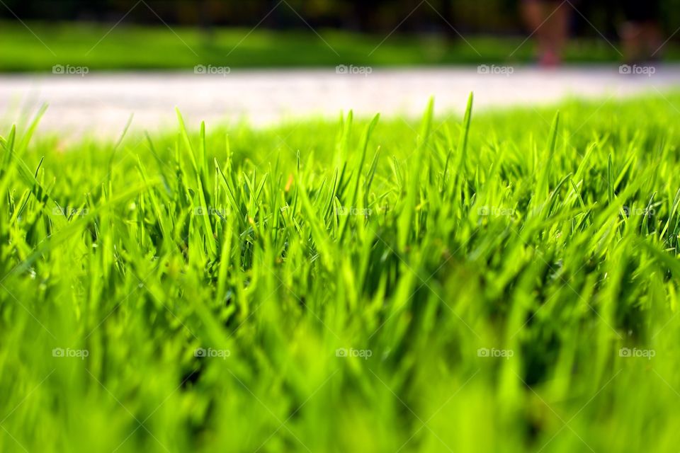 Grass, Lawn, Field, Turf, Growth