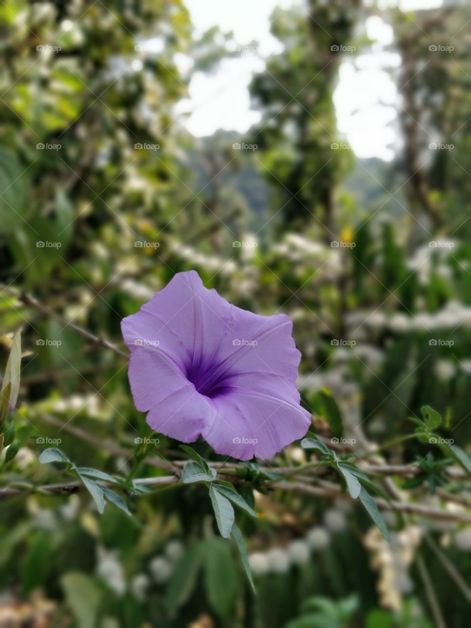 purple beautiful flower. lonely flower disparately looking for a partner.