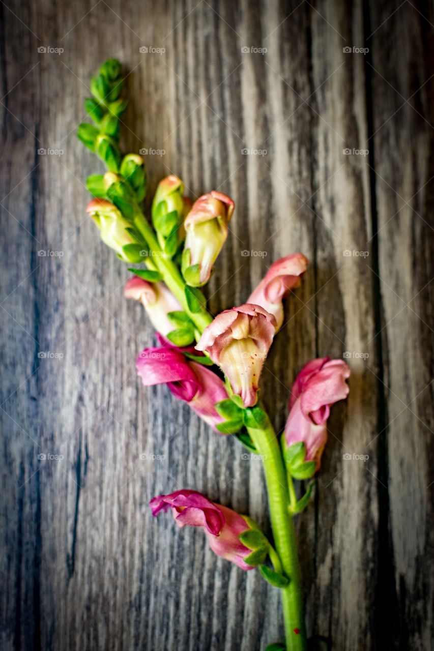 Flowers and stem against grey/black wood material