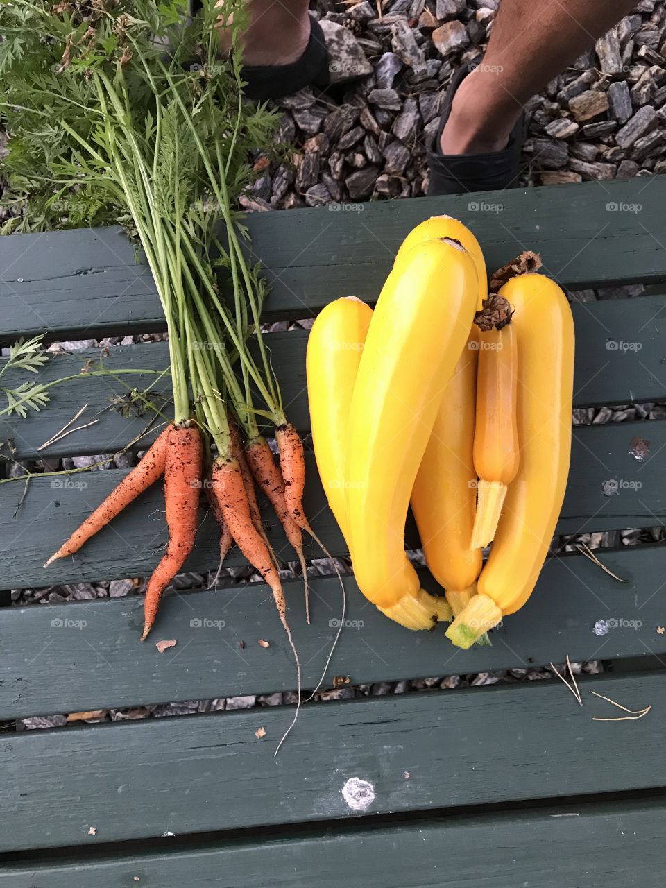Garden vegetables yellow zucchini and carrots 
