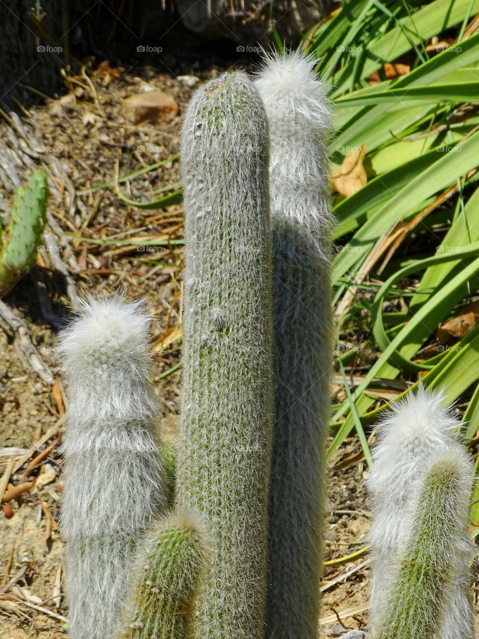 Cactus