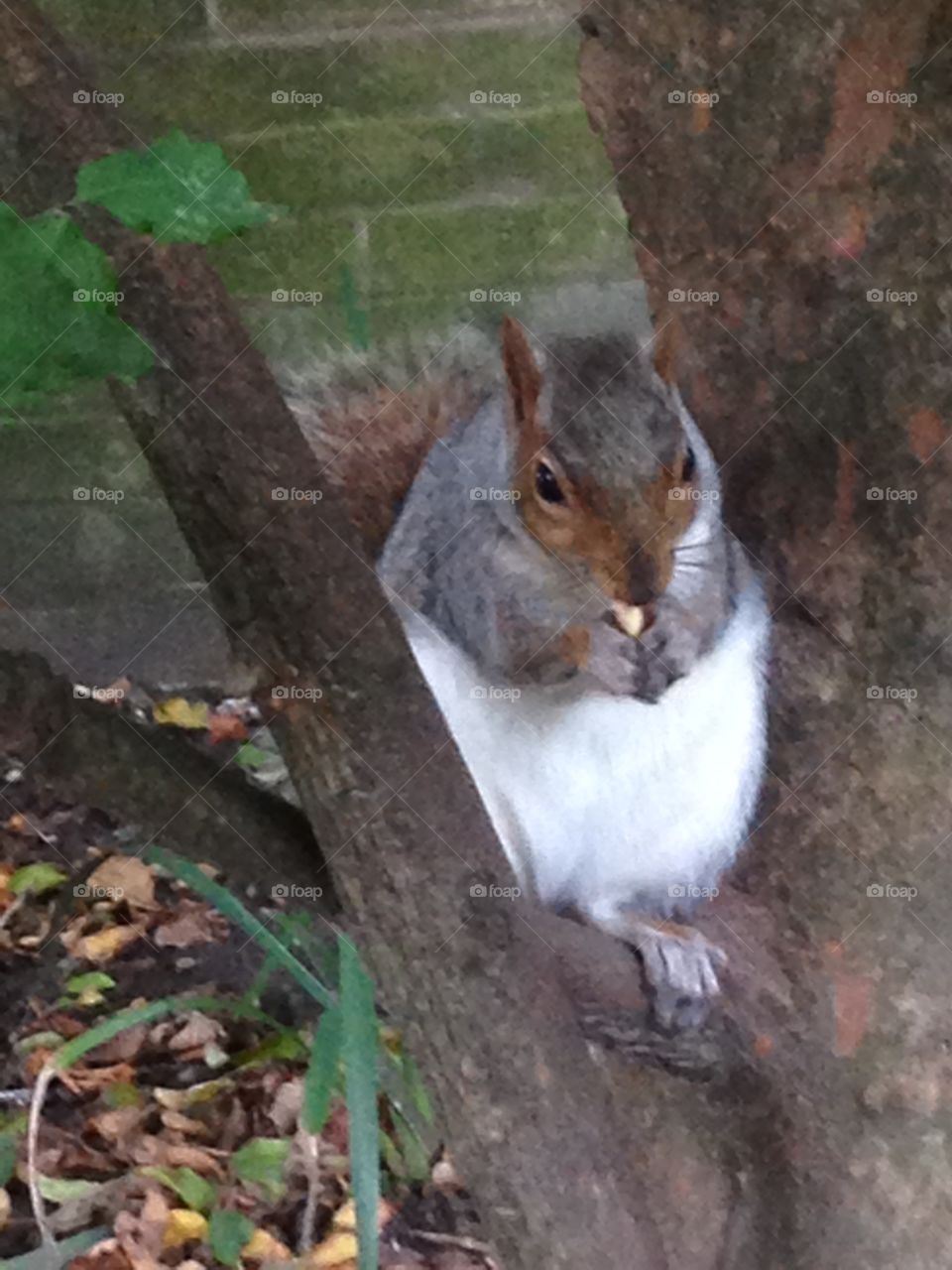 Squirrel eating nuts