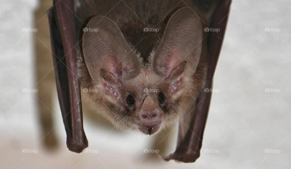 Hanging bat