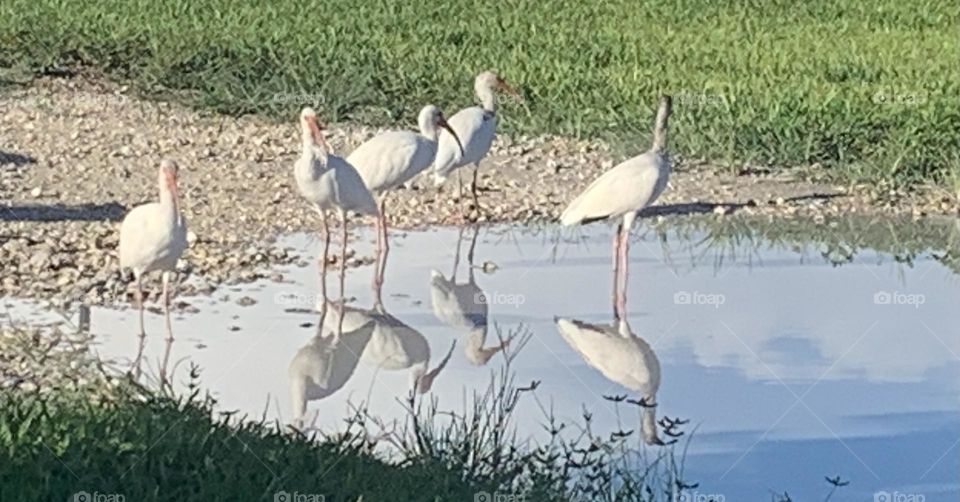 IBIS REFLECTION 