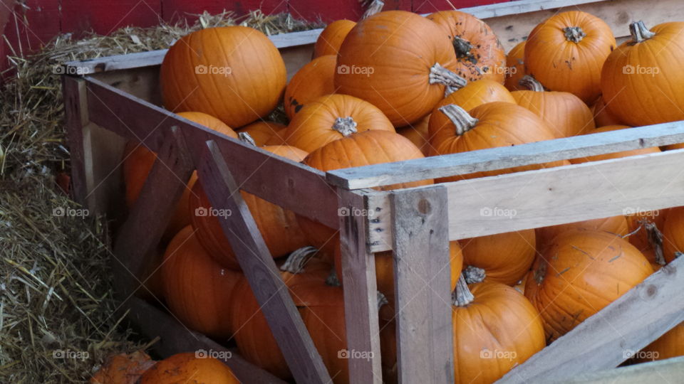 autumn, pumpkins in a wooden crate