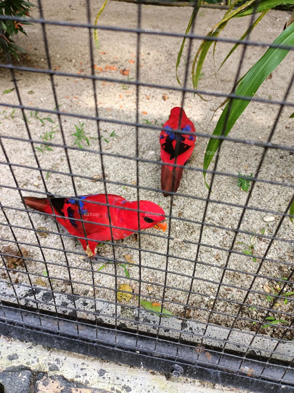 The red lory (Eos bornea) in cages, looking for food on the ground in the zoo. A species of parrot in the family Psittaculidae.