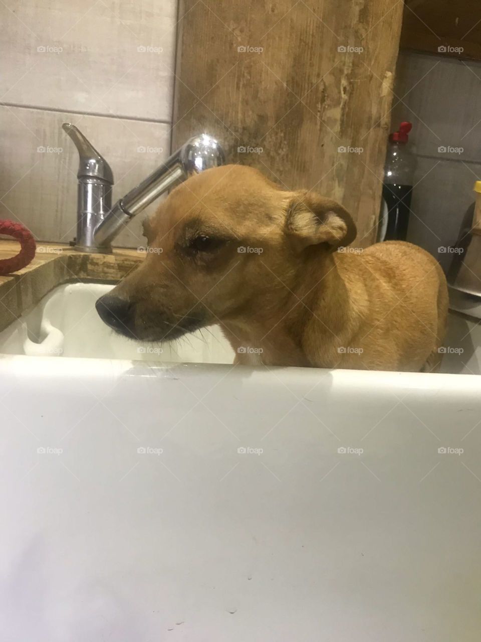 Chihuahua not liking a bath