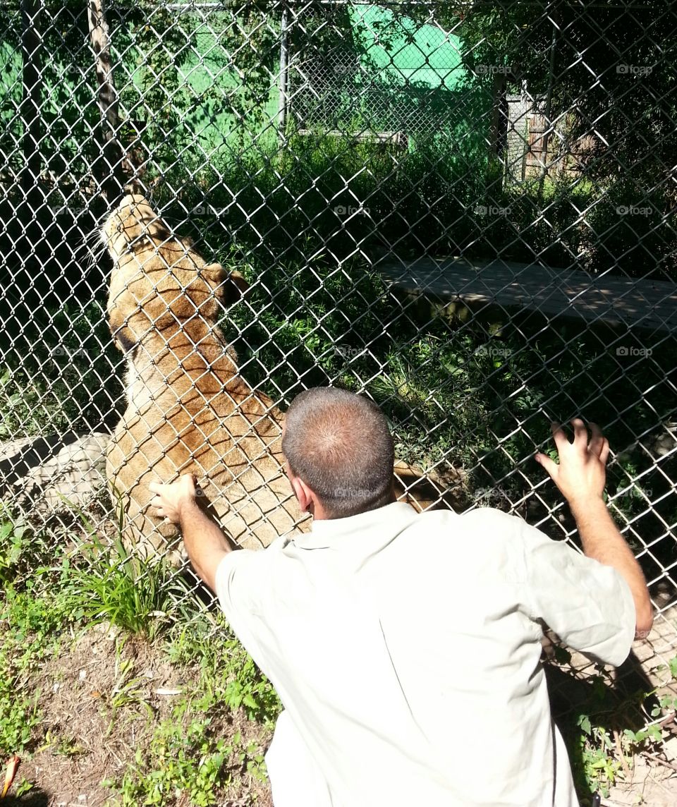 petting the lioness