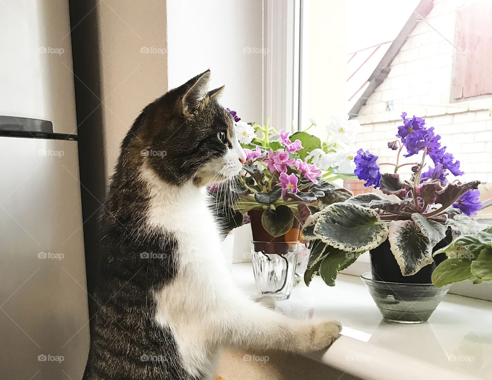 Cute cat watching through the window with house plants