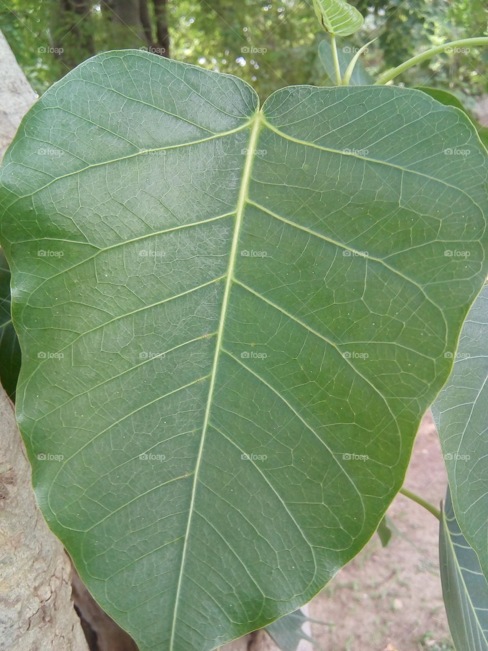 a beautiful leaf of Ficus religiosa (peepal).