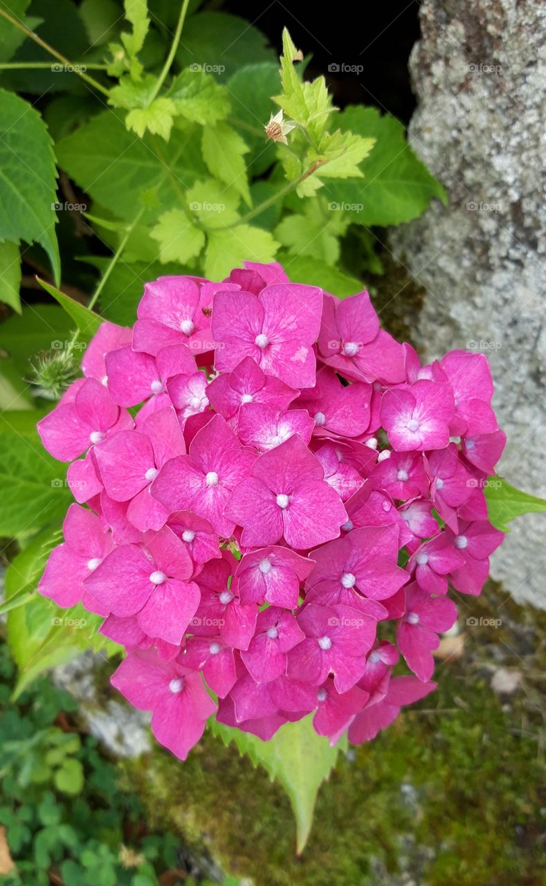 hortensia in Limousin
