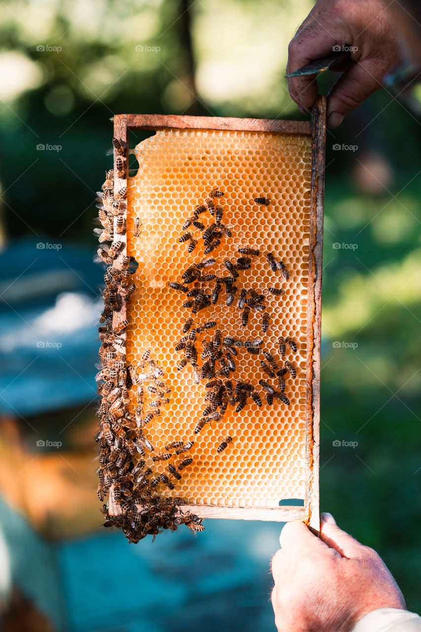 Beekeeper working in apiary, drawing out the honeycomb with bees and honey on it from a hive . Real people, authentic situations