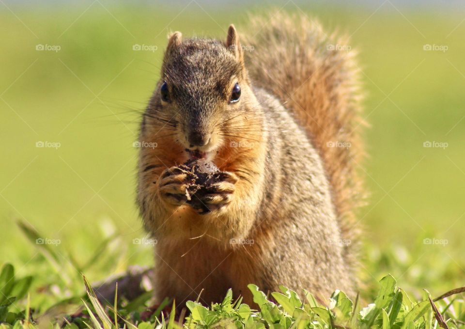 Have you seen my nuts