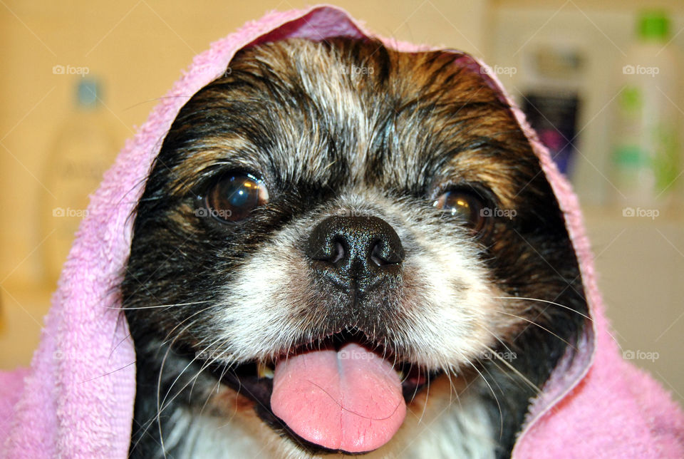 Pekingese dog getting a refreshing bath, towel on head