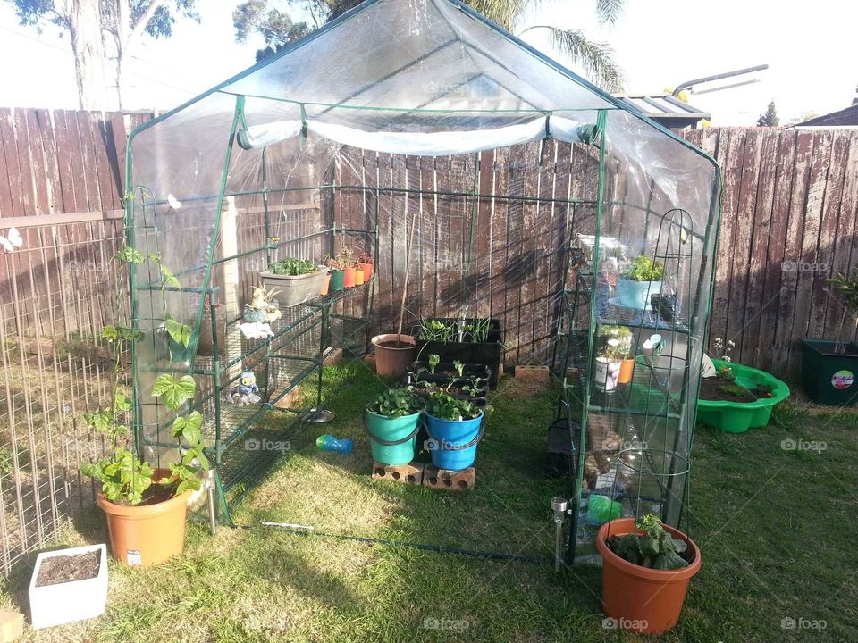 Self Sufficient DIY Backyard Greenhouse.